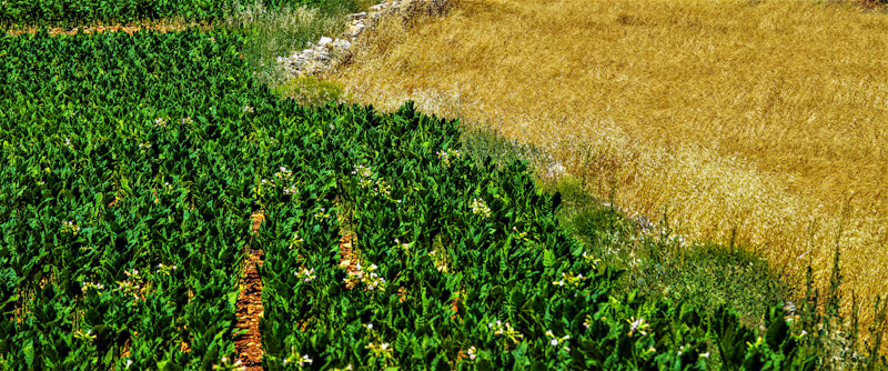 Frutos da Terra Agroecologicos e Organicos